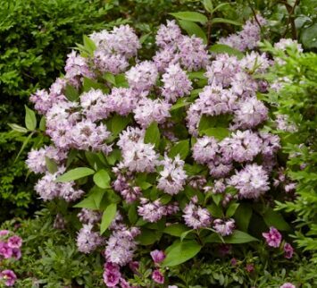 Deicija 'Raspebrry Sundae'